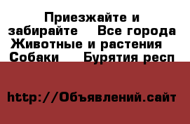 Приезжайте и забирайте. - Все города Животные и растения » Собаки   . Бурятия респ.